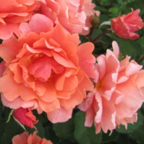 -21°C - Rózsa - Alibaba ® - Online rózsa vásárlás